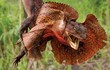Soi những loài nhông kỳ quái nhất thế giới: Việt Nam có 4 loài