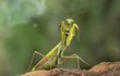Top 6 loài côn trùng nguy cấp, có tên trong Sách Đỏ Việt Nam