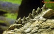 Cận cảnh di cốt loài cá sấu cổ đại tìm được ở Lạng Sơn
