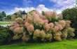 Loài cây độc lạ nhất hành tinh, “bốc khói” khi hoa nở