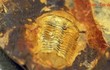 Soi từng mm hóa thạch loài bọ 300 triệu tuổi ở Bắc Kạn