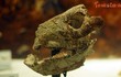 Soi những mẫu hóa thạch thú cổ cực quý, một loài của Việt Nam