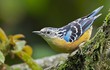 Điểm mặt 6 loài chim trèo cây độc lạ, ít người biết ở Việt Nam
