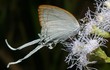 Ngắm các loài bướm đẹp xuất sắc ở Việt Nam qua ảnh phó nháy Mỹ