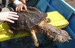 Phát khiếp với loài rùa có hình thù xấu xí nhất thế giới