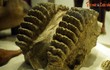 Soi loạt hóa thạch voi tiền sử cực quý, có mẫu của Việt Nam
