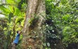 Cận cảnh cây chò chỉ đại thụ ngàn năm tuổi giữa rừng Cúc Phương