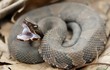 8 loài rắn sở hữu tốc độ nhanh nhất hành tinh