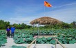 Trồng sen kết hợp nuôi cá ở Hà Tĩnh cho thu nhập trăm triệu