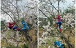 “Spider Man” và “Avatar” bất ngờ check-in với hoa ban Điện Biên