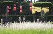 Xuất hiện bãi cỏ lau trắng muốt nằm ngay trung tâm Hà Nội