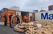 Vụ bắt giữ 7 tấn ngà voi: Thưởng 320 triệu cho các tập thể
