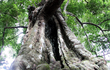 Cận cảnh “cây thị ăn thề” được công nhận cây Di sản Việt Nam