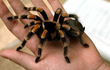 Top 3 loài nhện độc nhất thế giới, điên cuồng hạ gục rắn độc