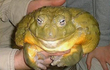 Kinh ngạc loài ếch lớn nhất trên thế giới, bằng cả một đứa trẻ