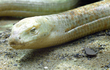  Kỳ lạ loài "rắn thủy tinh", tự vỡ cơ thể tái sinh thần kỳ