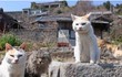 Kỳ lạ hòn đảo ở Nhật có hàng chục nghìn con mèo "chiếm đóng"