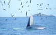 Cá voi xuất hiện gần bờ biển Nhơn Lý là loài trong Sách đỏ