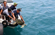 Cá thể rùa biển được thả về tự nhiên ở Phan Thiết: Loài siêu hiếm