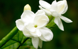 Loài hoa được coi là ‘ngọc trắng’ ở nước ngoài: Việt Nam mọc đầy