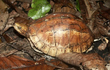 Rùa hộp trán vàng được giao nộp ở Lào Cai là loài nguy cấp