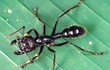 Loài kiến ​​độc nhất hành tinh, vết cắn đau như trúng đạn