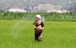 Cận cảnh người nông dân Triều Tiên làm công việc đồng áng