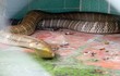 Lạnh gáy những loài rắn cực độc đang được nuôi tại Việt Nam