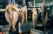 Giật mình loại cá phổ biến càng ăn càng dễ mắc ung thư