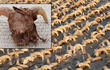 Phát hiện 2.000 đầu cừu được ướp xác ở Ai Cập, chuyên gia kinh ngạc 