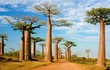 Loài cây khổng lồ ở châu Phi có tuổi thọ sánh ngang trời đất