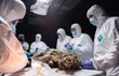 Tìm thấy xác chó sói 44.000 tuổi, chuyên gia thốt lên: "Hoàn mỹ"