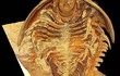 Kỳ thú hóa thạch bọ ba thùy hơn 500 triệu năm tuổi
