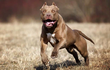 11 loài chó hung dữ nhất thế giới, pitbull không phải đầu bảng