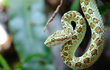 Cận cảnh loài rắn lục “sát thủ bóng đêm”, sở hữu nọc độc ghê gớm 