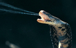 Bị rắn hổ mang phun nọc độc vào mặt, điều kinh khủng gì xảy ra?