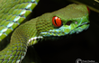 Kỳ lạ loài rắn lục có đôi mắt đỏ rực ở Việt Nam