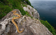 Những địa điểm bí hiểm nhất hành tinh: Số 1 nơi ở của rắn độc