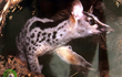 10 cá thể cầy vằn con mới sinh tại VQG Cúc Phương: Loài cực quý!