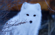 Top 4 loài động vật kỳ lạ, đổi màu trắng toát vào mùa đông