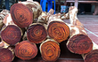 Loại gỗ được mệnh danh là 'vàng lộ thiên', Việt Nam có nhiều