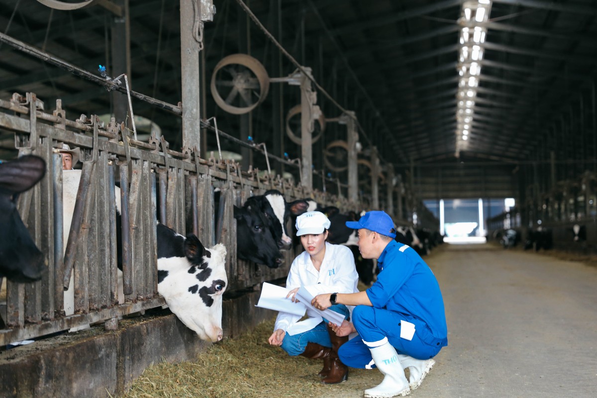 TH true MILK: “Ky tich” cua cong nghe cao tren mien dat khac nghiet-Hinh-4