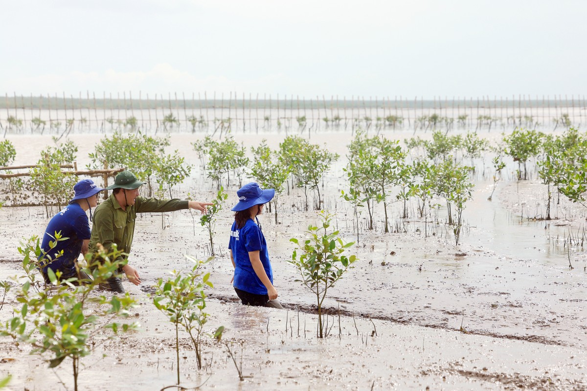 Doanh nghiep no luc phat trien be hap thu carbon, huong den Net Zero-Hinh-3