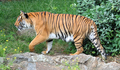 Loài hổ quý hiếm bậc nhất thế giới, Việt Nam tự hào sở hữu 