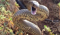 Kỳ lạ loài rắn cực độc suốt 10 triệu năm không cần tiến hóa