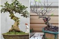 Cây làm cảnh trước nhà nay "lên chậu" thành bonsai giá tới vài chục triệu/chậu, được ưa chuộng vì có ý nghĩa về phong thủy