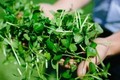 Loại rau được CDC Mỹ gọi là "siêu rau" vì cực giàu dinh dưỡng, ở Việt Nam trồng dễ như cỏ nhưng nhiều người ghét ăn