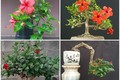 Cây mọc bờ bụi ở quê "lên chậu" thành bonsai, có cây giá cả trăm triệu, vừa đẹp vừa mang lại may mắn