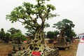 Loại cây lạ được tạo thành bonsai dáng độc đáo, trưng vừa đẹp vừa hợp phong thủy, có cây giá 2 tỷ đồng