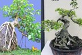 Cây dại thành bonsai dáng thế đẹp, nằm trong bộ Tứ Linh, có cây "khủng" giá tiền tỷ nhưng khó mua được